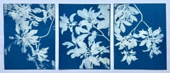 Moonlight Magnolia Triptych (Set of three 8.5 x 11" hand-printed cyanotypes)
