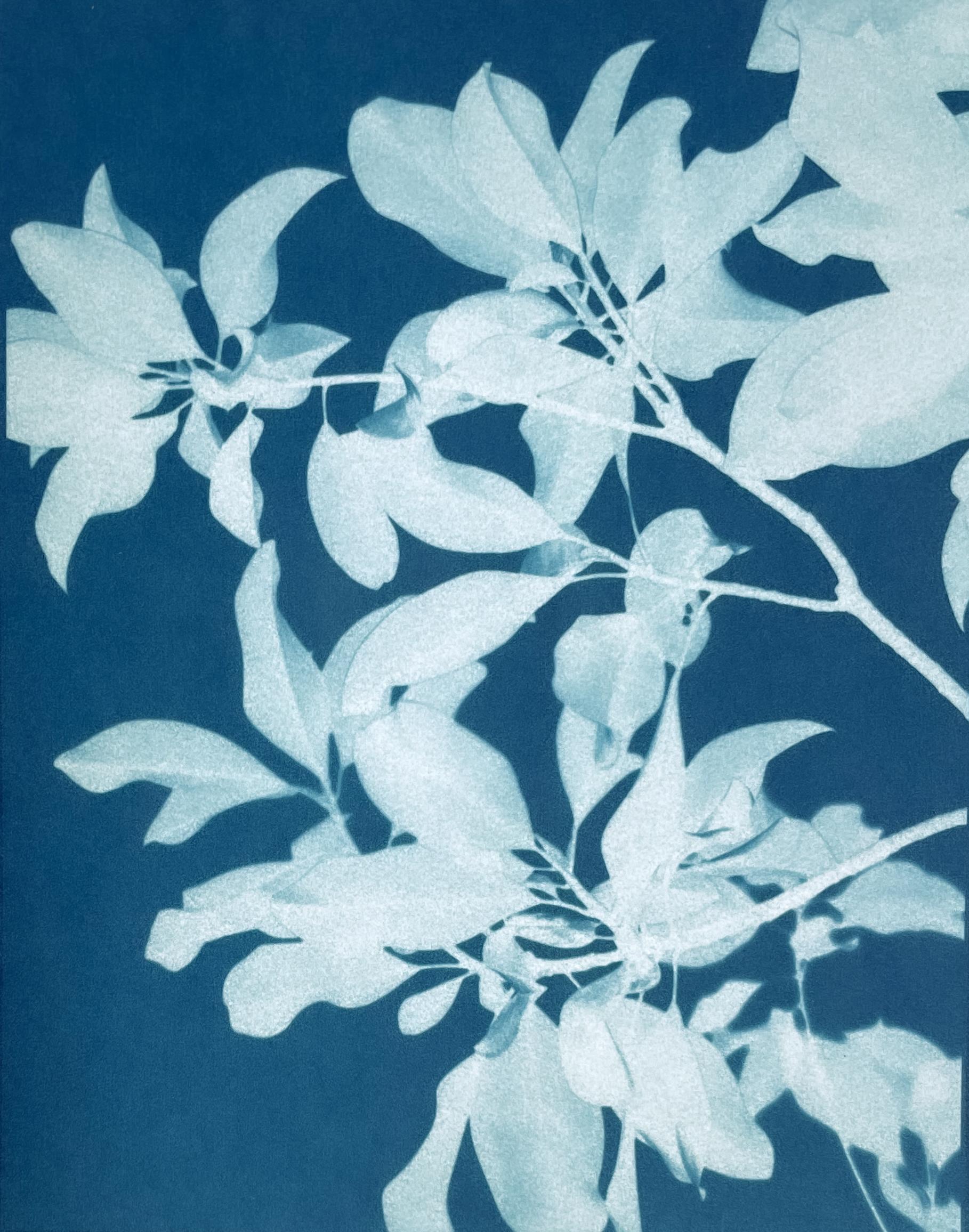Trittico di Magnolia al chiaro di luna (set di tre cianotipi stampati a mano da 8,5 x 11 pollici) - Landscape Photograph Blu di Christine So