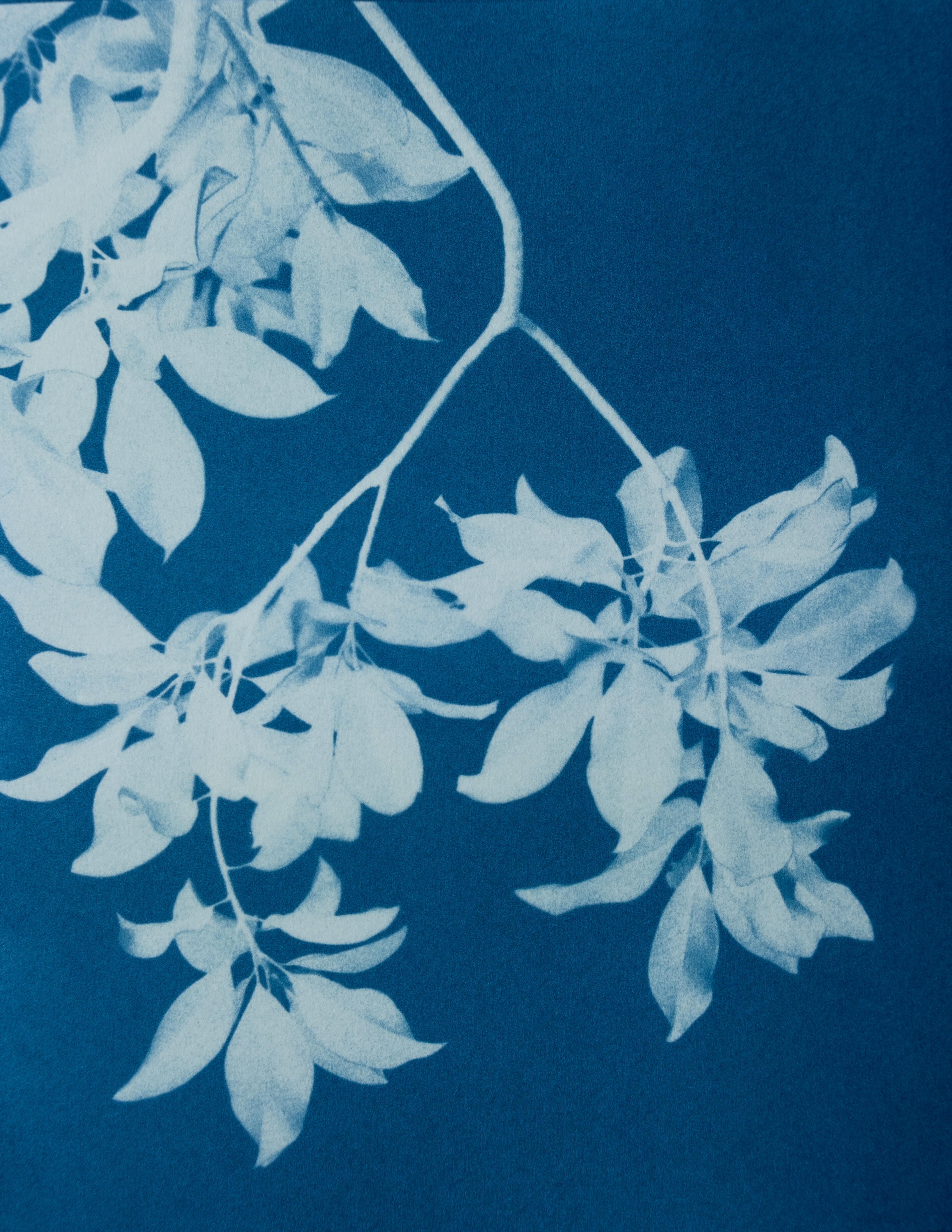 Si tratta di tre fotografie originali in cianotipia stampate a mano da 11 x 8,5 pollici (45 x 60 cm) vendute insieme.  I cianotipi sono un antico processo fotografico che risale al XIX secolo. Ognuno di essi è stato stampato 

amente un cielo