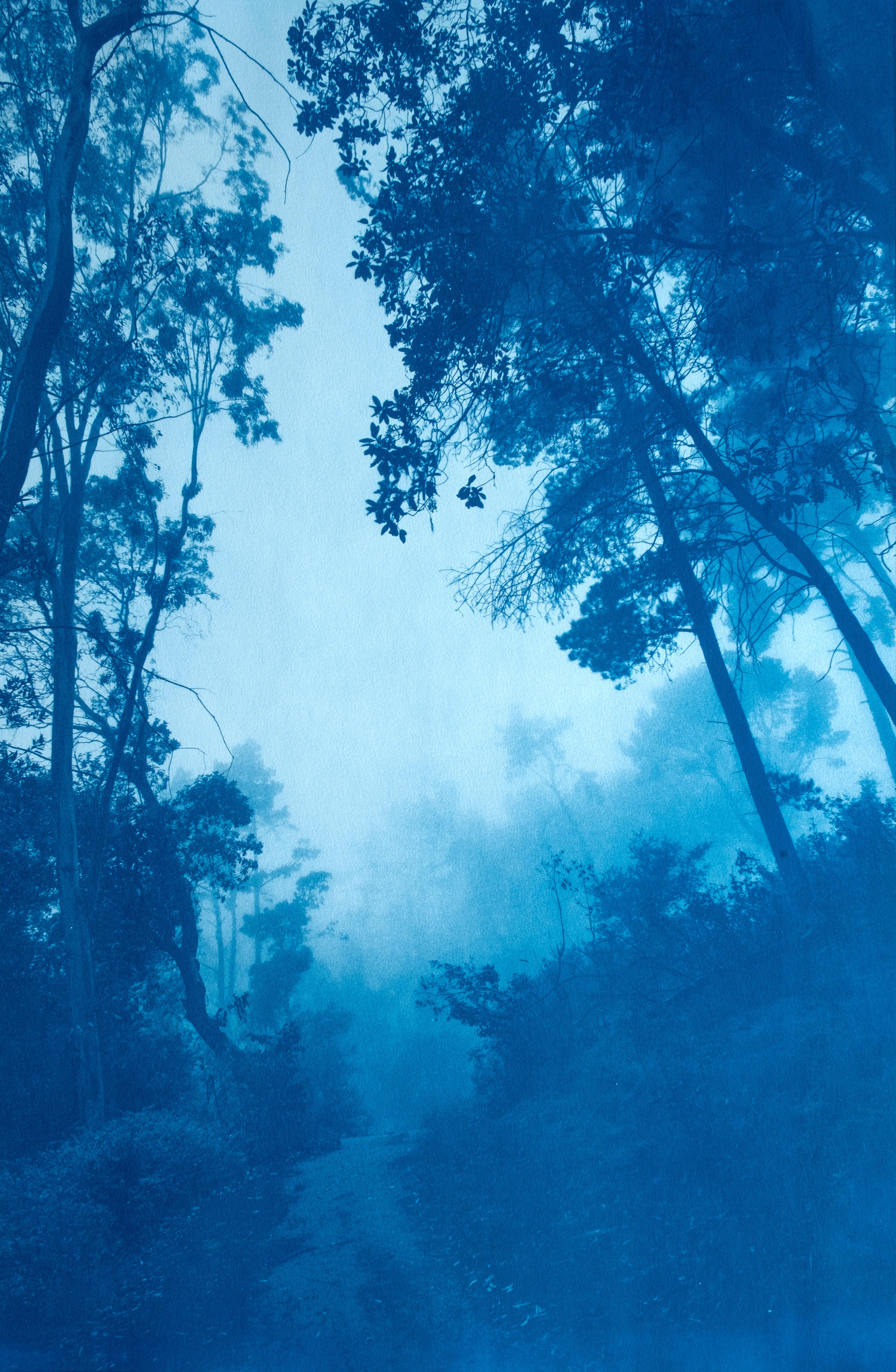 Morning Mist (35 x 23" cyanotype, ed. 1 of 3)