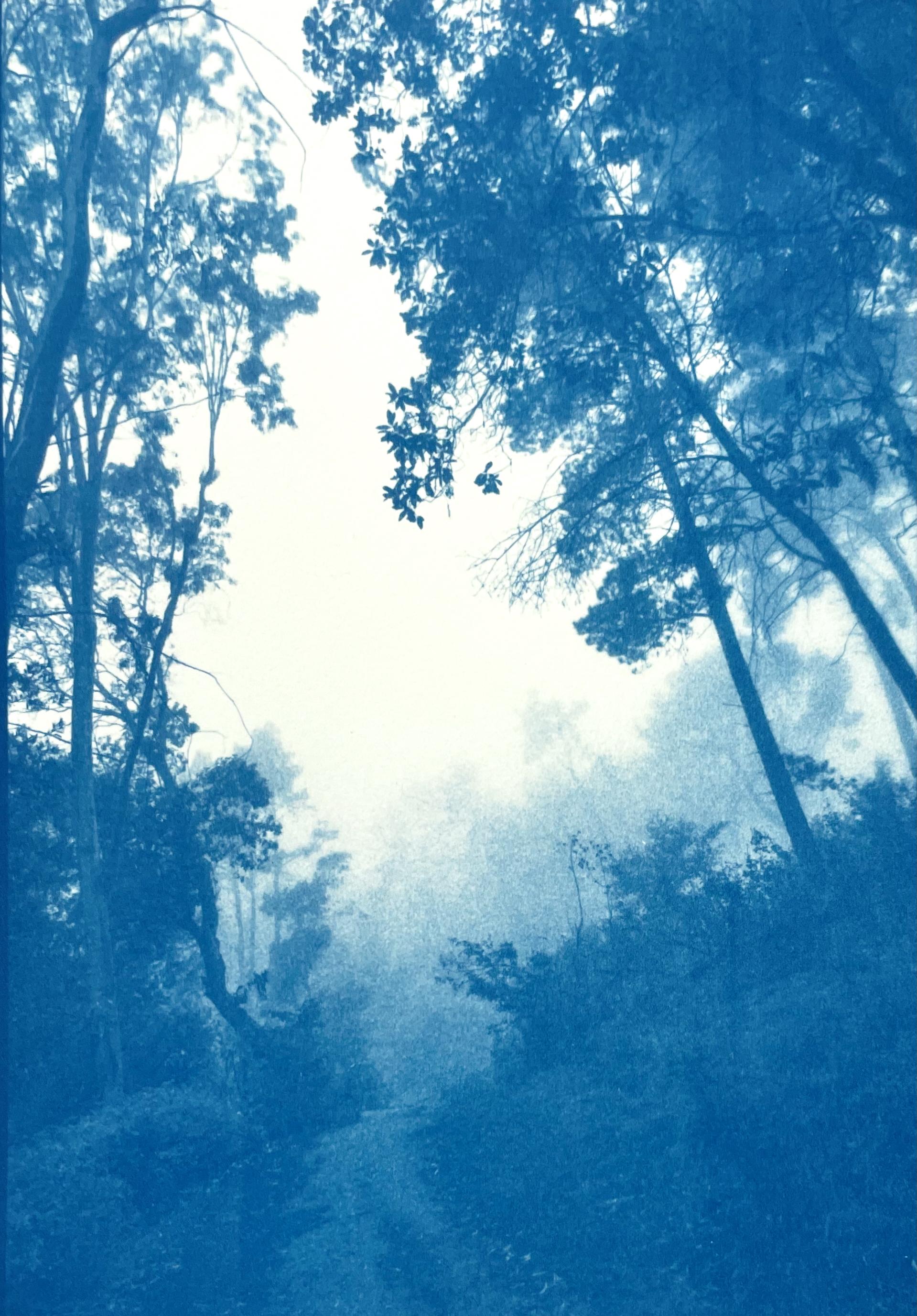 Morning Mist Cyanotype Print, Contemporary Landscape, Ed. 2/5, 24x16"