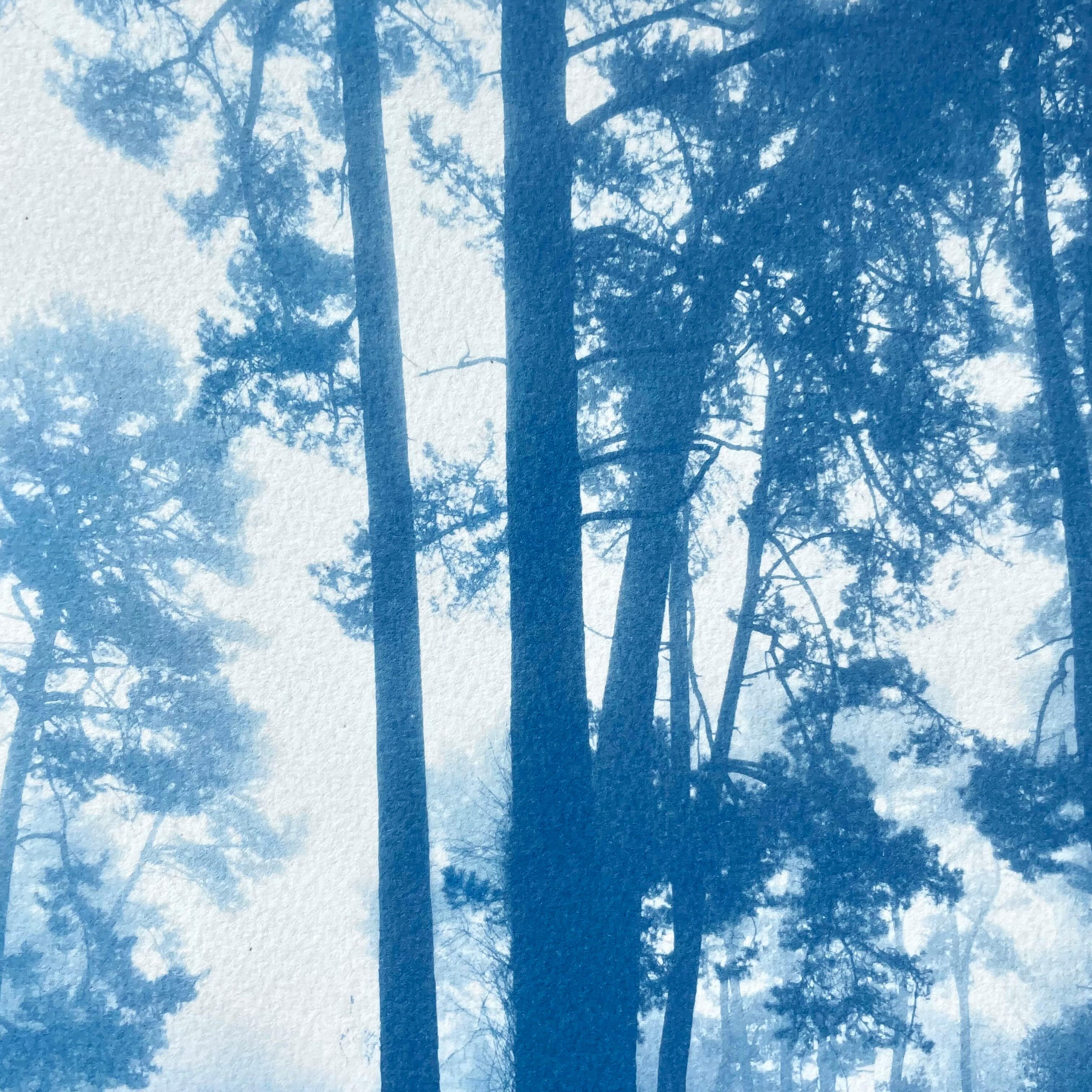 Morning Valley Light (Hand-printed cyanotype, 18 x 24 inches) - Print by Christine So