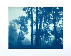 Morning Valley Light (cyanotype imprimé à la main, 8.5x 11 " maté à 11x 14")