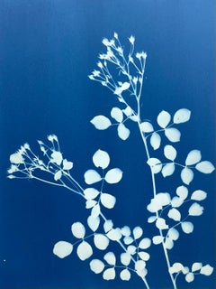 Díptico «Night and Day Rosebud»  (Dos cianotipos impresos a mano, 24 x 18" cada uno)
