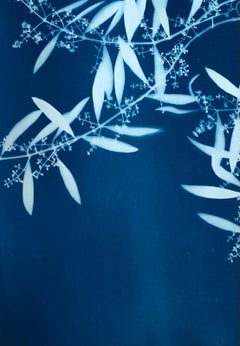Olive in Spring ( 36 x 19 inch hand-printed botanical cyanotype)