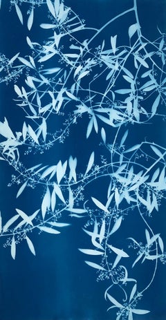 Olive in Spring ( 36 x 19 inch hand-printed botanical cyanotype)