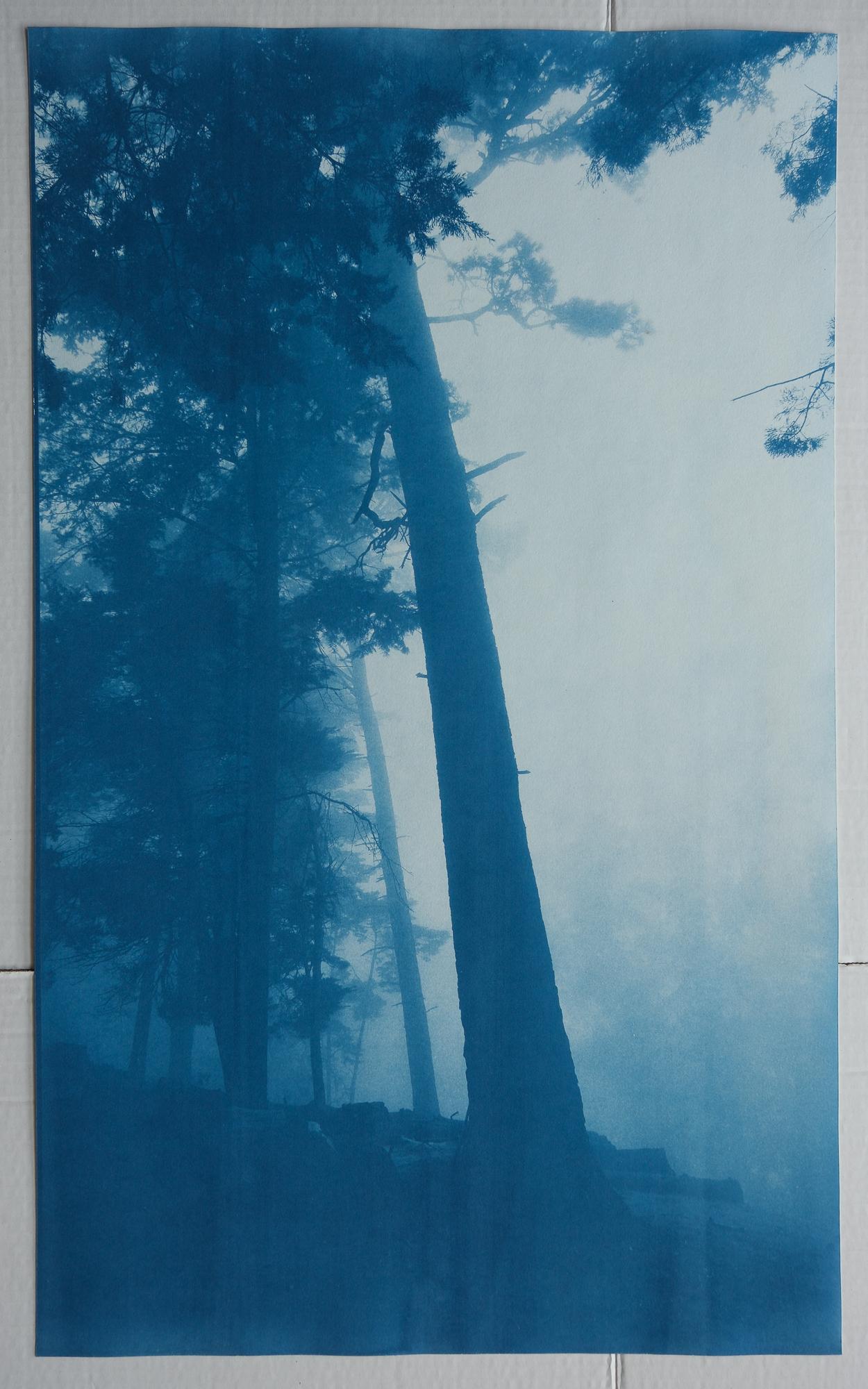 Pine Ridge (29.5 x 18 inch hand-printed cyanotype) For Sale 1
