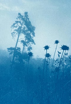 Pines through Thistles (11 x 7,5 pouces cyanotype imprimé à la main)
