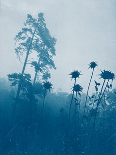 Pinos a través de cardos, edición 1 de 10 (cianotipia impresa a mano, 17 x 11 pulgadas)