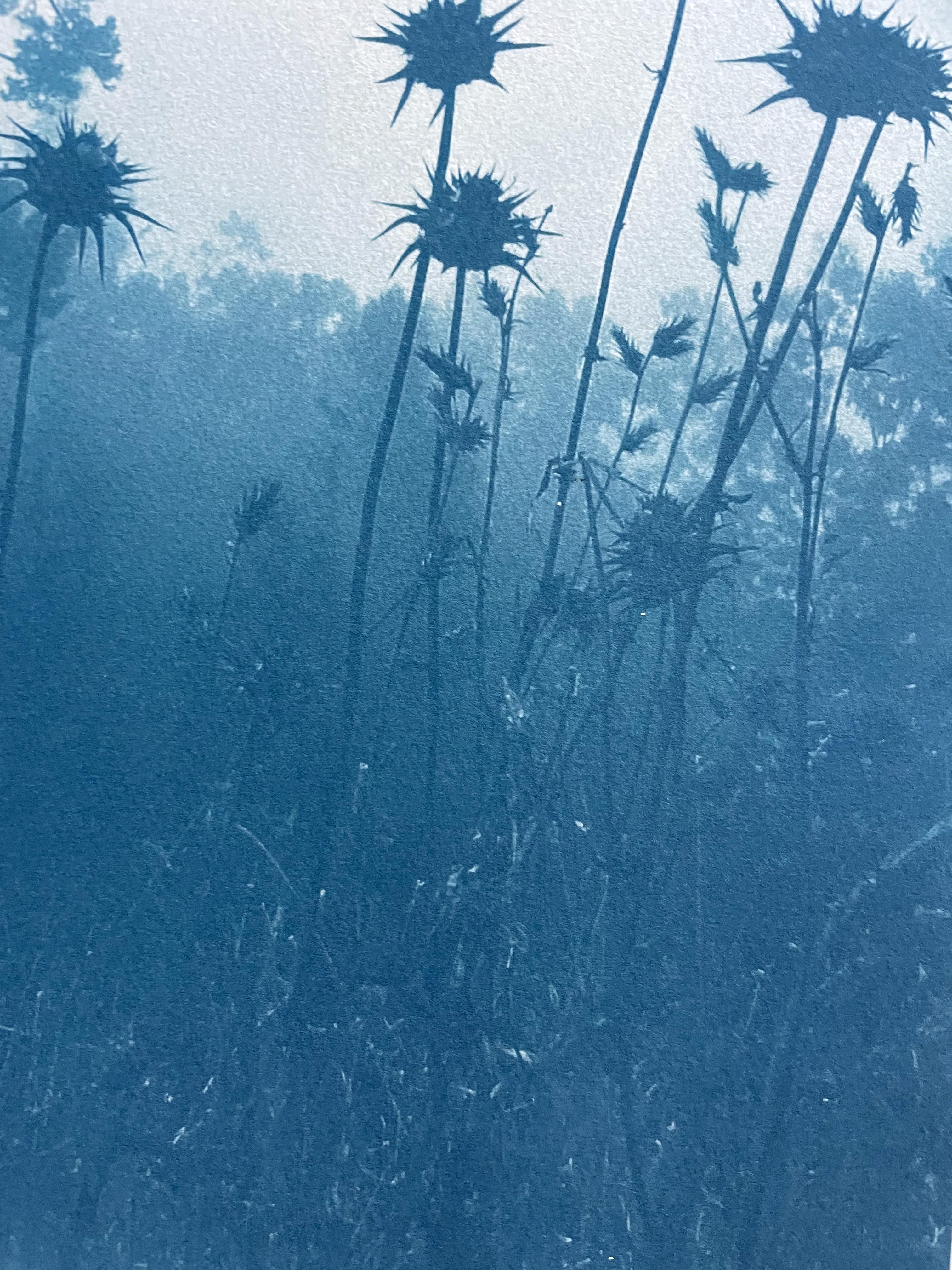 Es handelt sich um eine originale, handgedruckte Kontaktfotografie im antiken Cyanotypie-Verfahren. Diese von Nebel und Wildblumen verdeckten Monterey-Kiefern stehen in den Wäldern auf der anderen Seite der Bucht von San Francisco in Oakland,