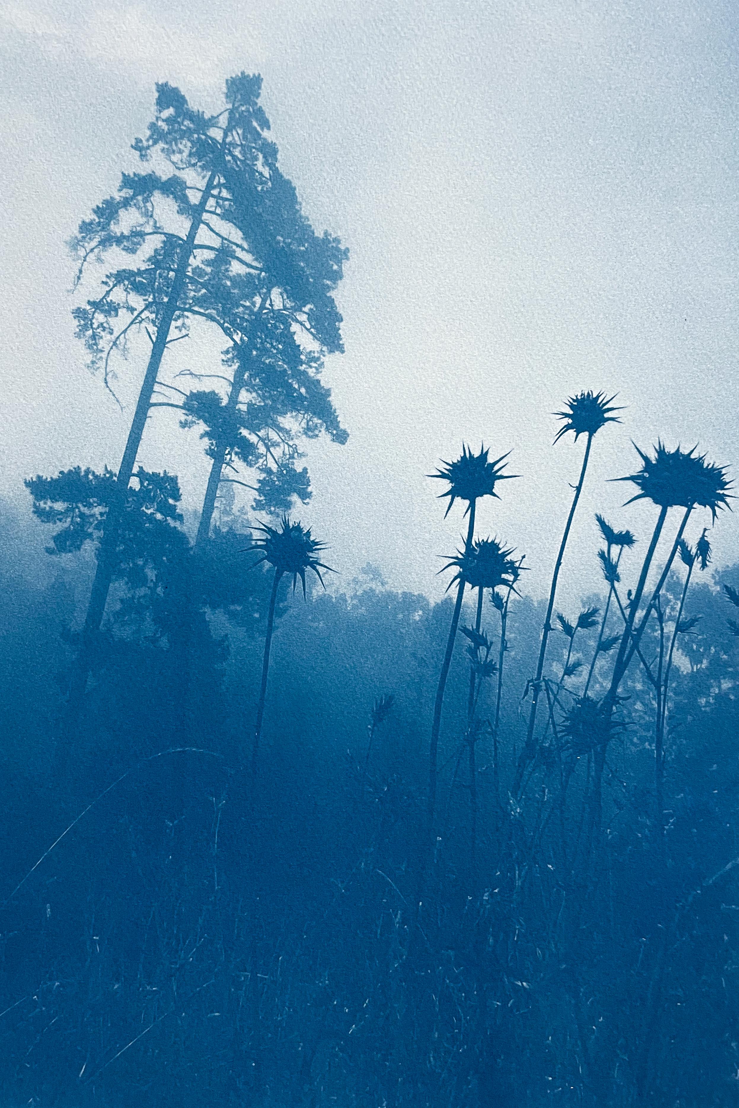 Pines through Thistles, édition 1 sur 10 (cyanotype imprimé à la main, 17 x 11 pouces)