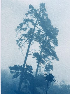 Pini attraverso cardi (cianotipia stampata a mano, 24 x 18 pollici)