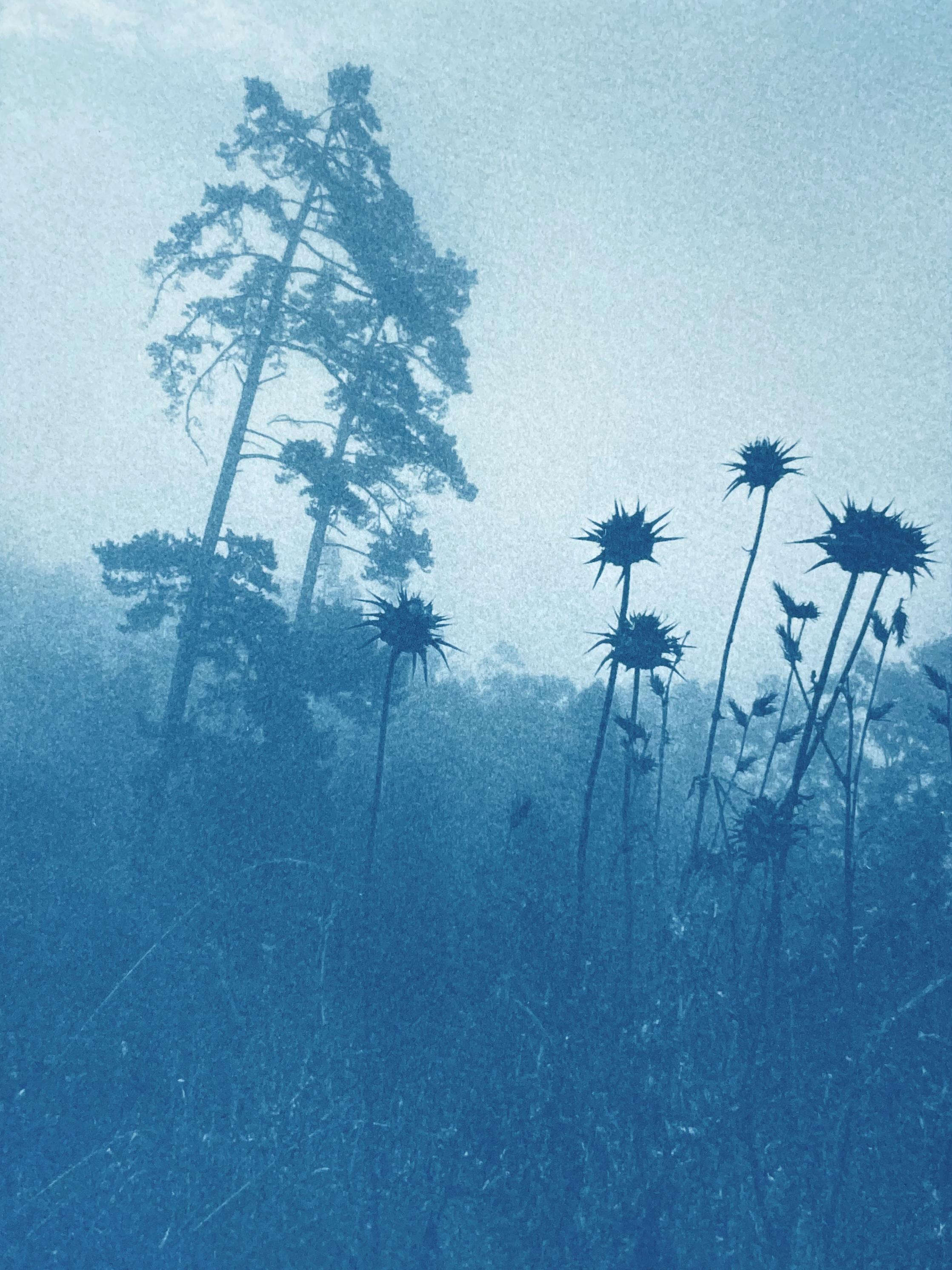 Kiefern durch Disteln (handgedruckte Cyanotypie, 24 x 18 Zoll) (Blau), Landscape Print, von Christine So