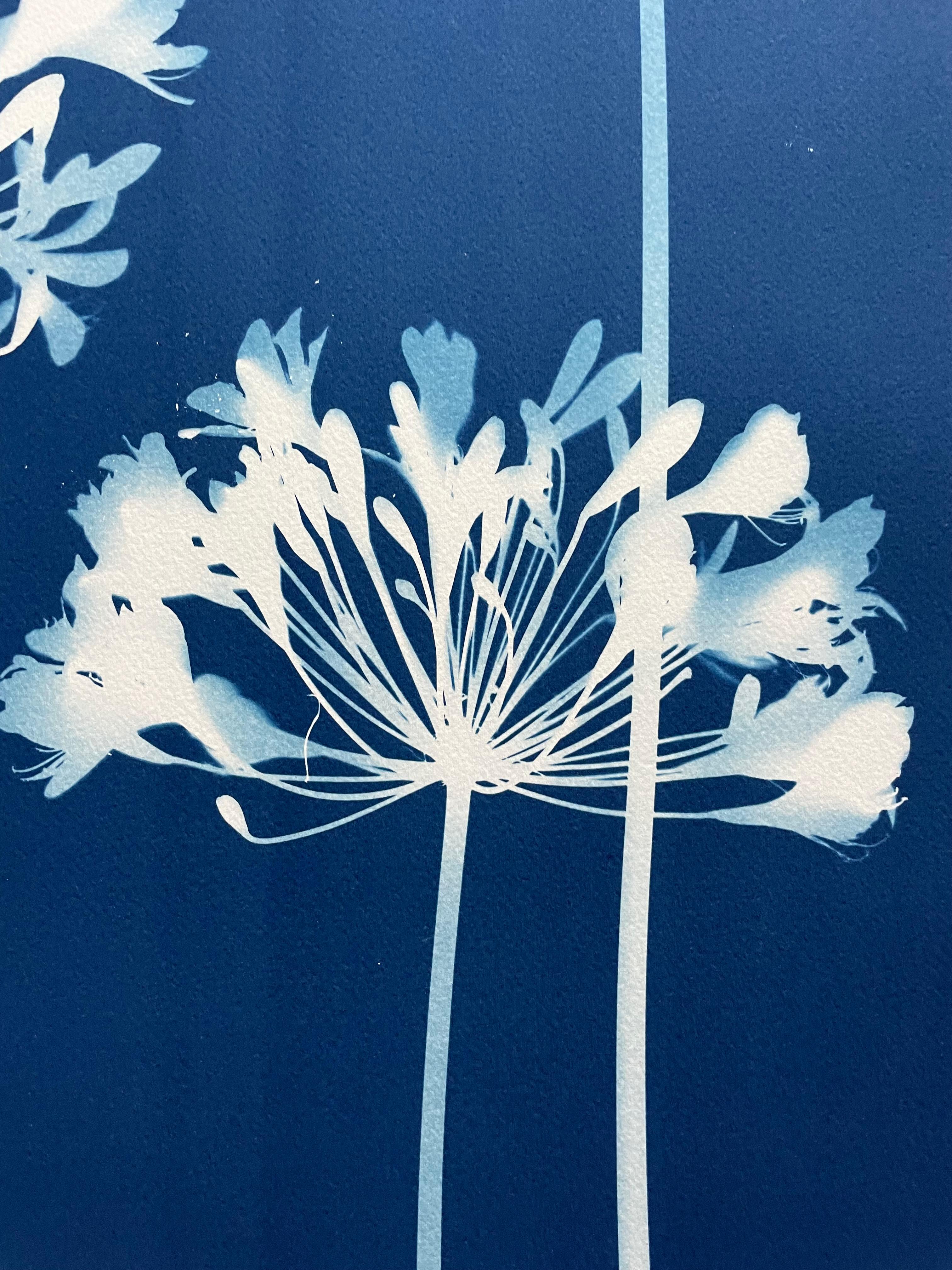 Dittico Seven Agapanthus (due cianotipi botanici stampati a mano di 30 x 22 pollici) 11