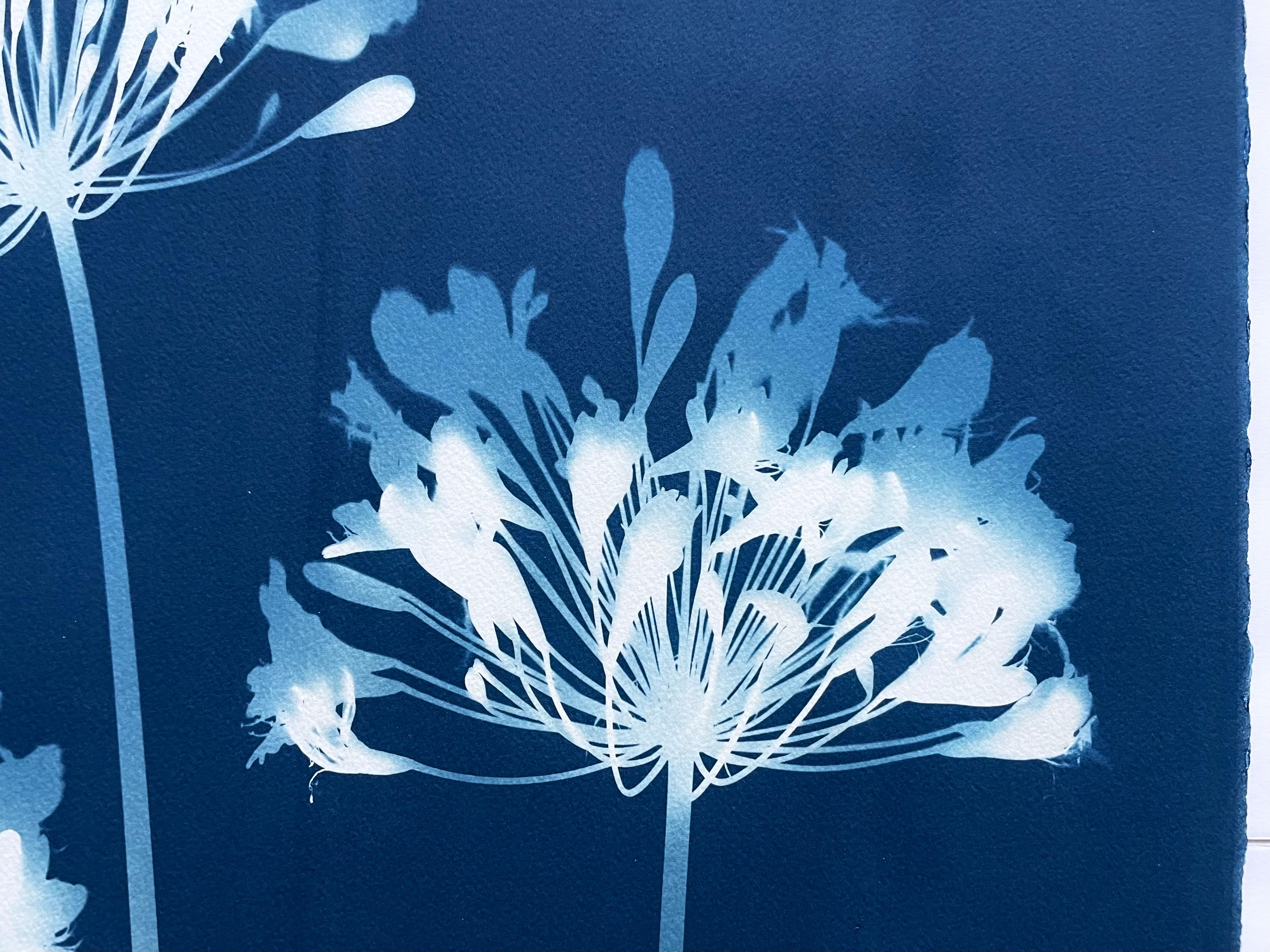 Dittico Seven Agapanthus (due cianotipi botanici stampati a mano di 30 x 22 pollici) 13