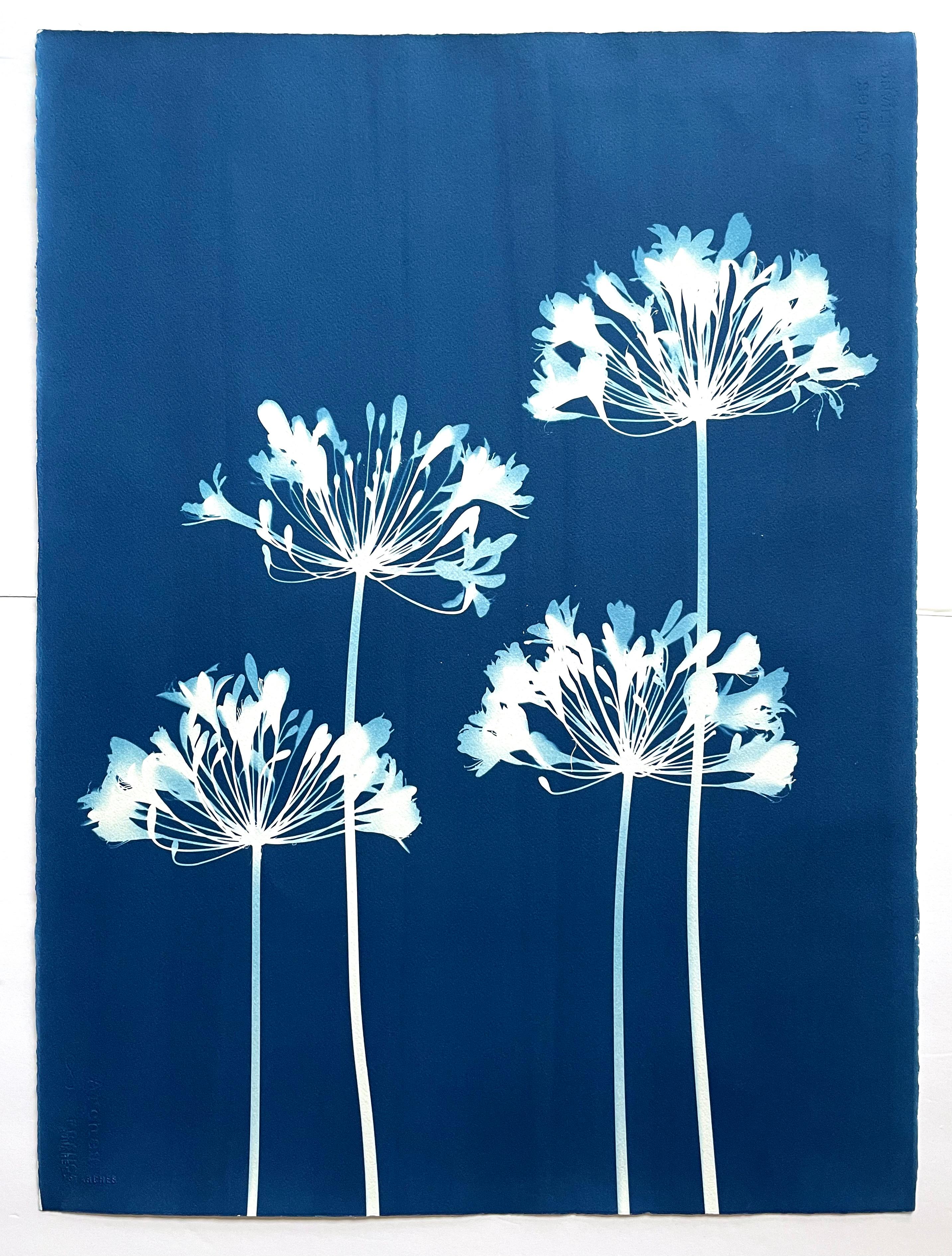 Dittico Seven Agapanthus (due cianotipi botanici stampati a mano di 30 x 22 pollici) 14
