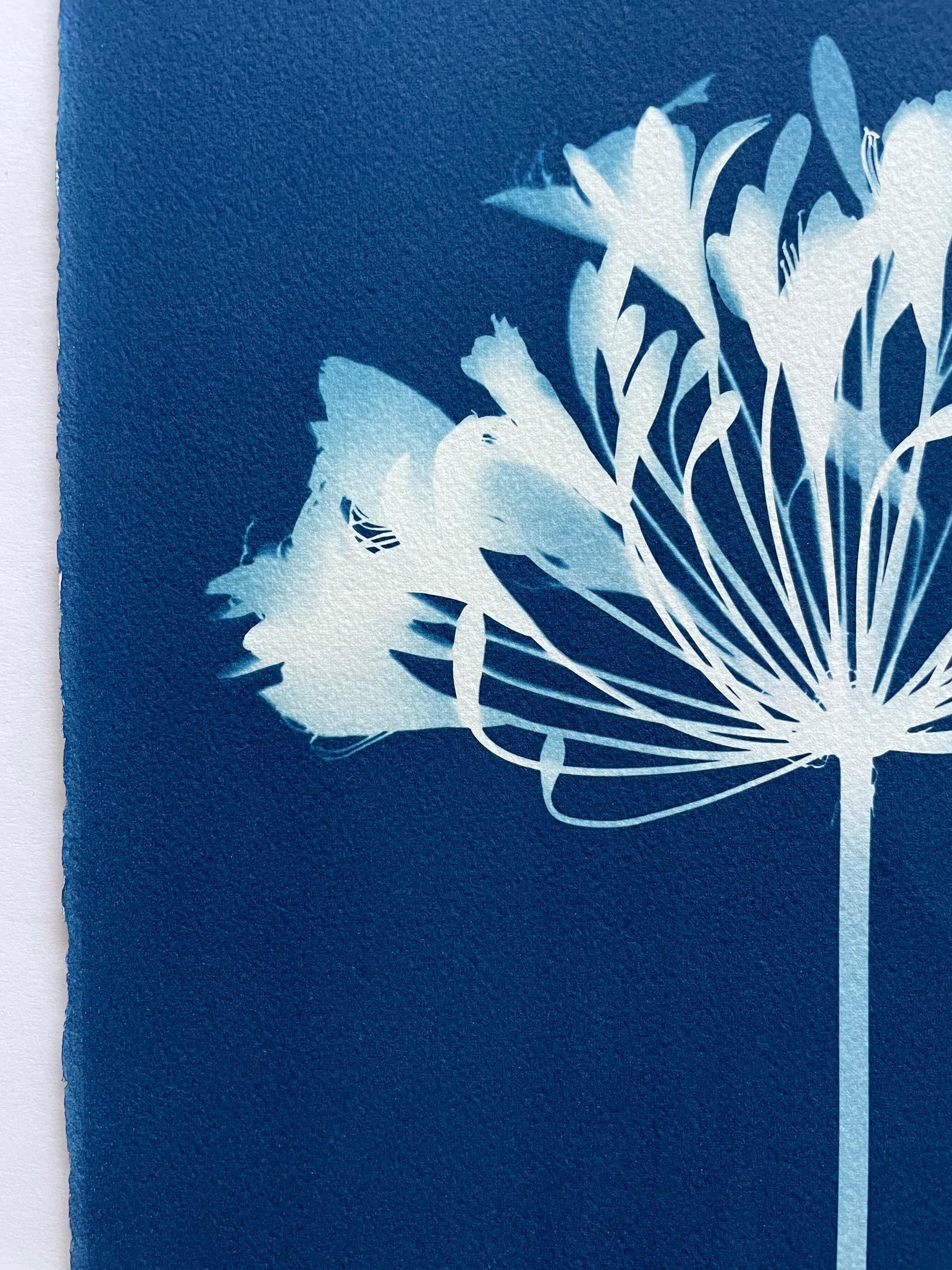 Dittico Seven Agapanthus (due cianotipi botanici stampati a mano di 30 x 22 pollici) - Photograph di Christine So
