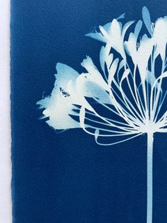 Seven Agapanthus Diptych (Two 30 x 22 inch hand-printed botanical cyanotypes)