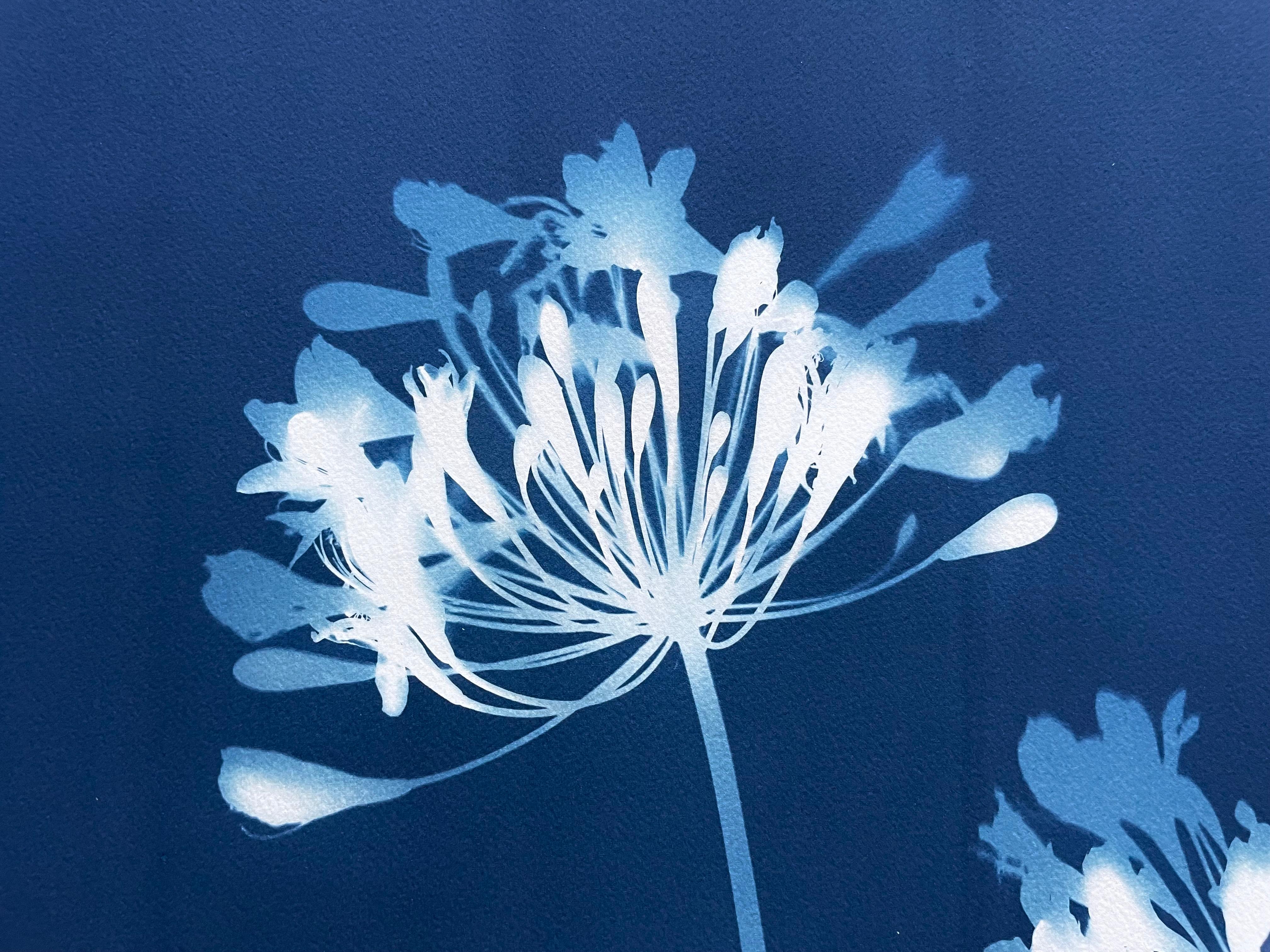 Dittico Seven Agapanthus (due cianotipi botanici stampati a mano di 30 x 22 pollici) 15