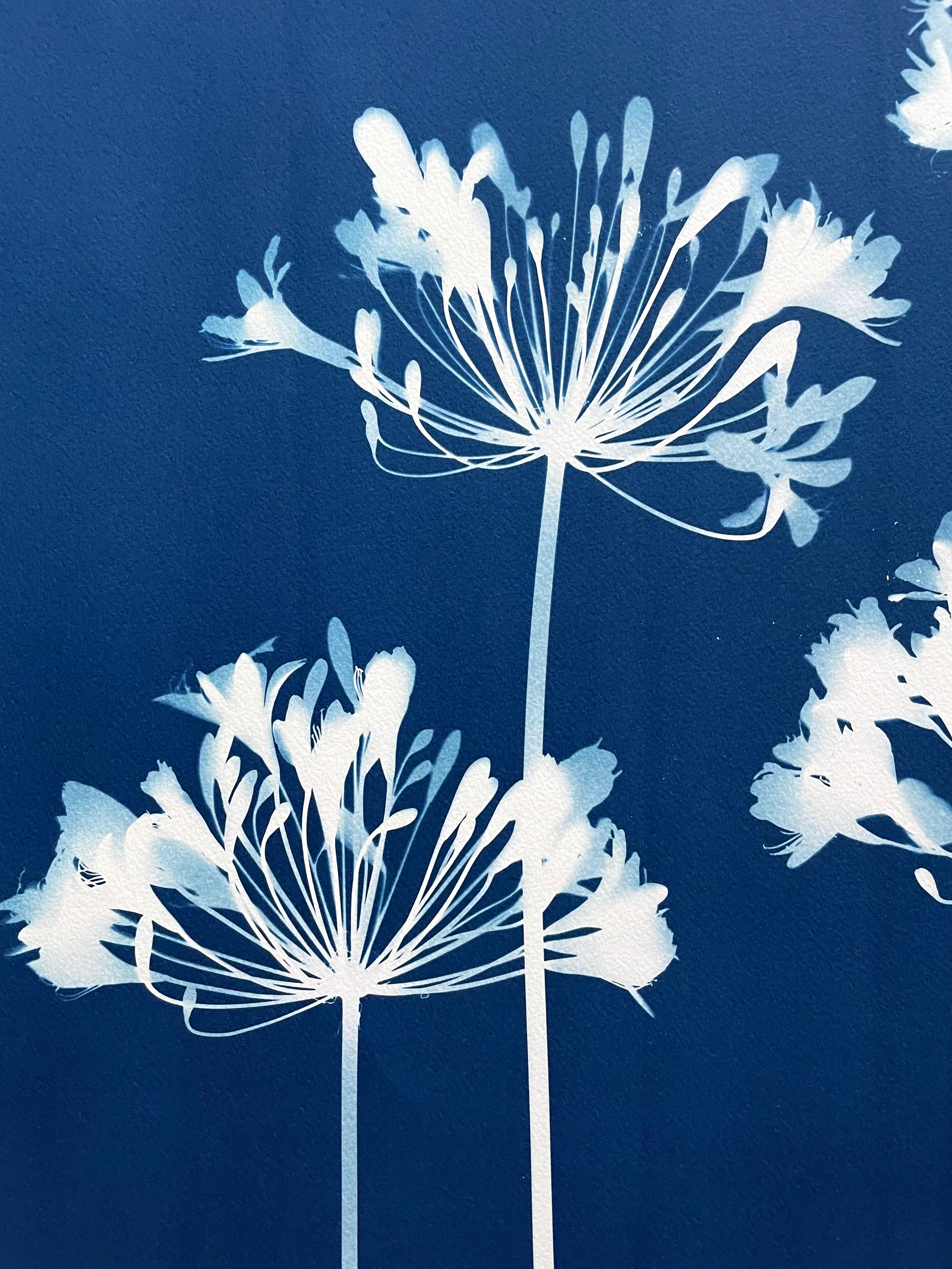 Dittico Seven Agapanthus (due cianotipi botanici stampati a mano di 30 x 22 pollici) - Photograph Contemporaneo di Christine So