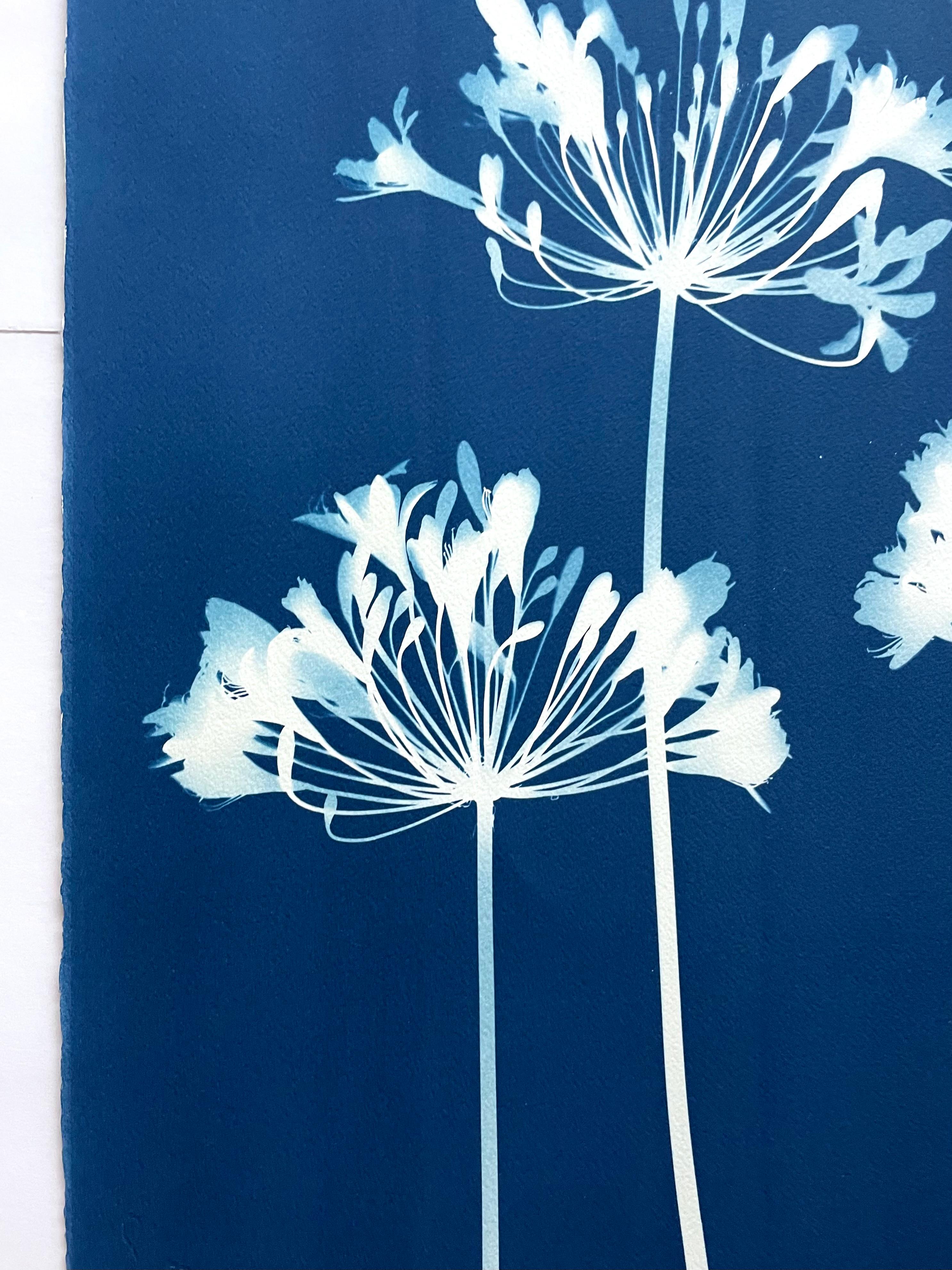 Dittico Seven Agapanthus (due cianotipi botanici stampati a mano di 30 x 22 pollici) 4