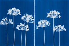 Dittico Seven Agapanthus (due cianotipi botanici stampati a mano di 30 x 22 pollici)