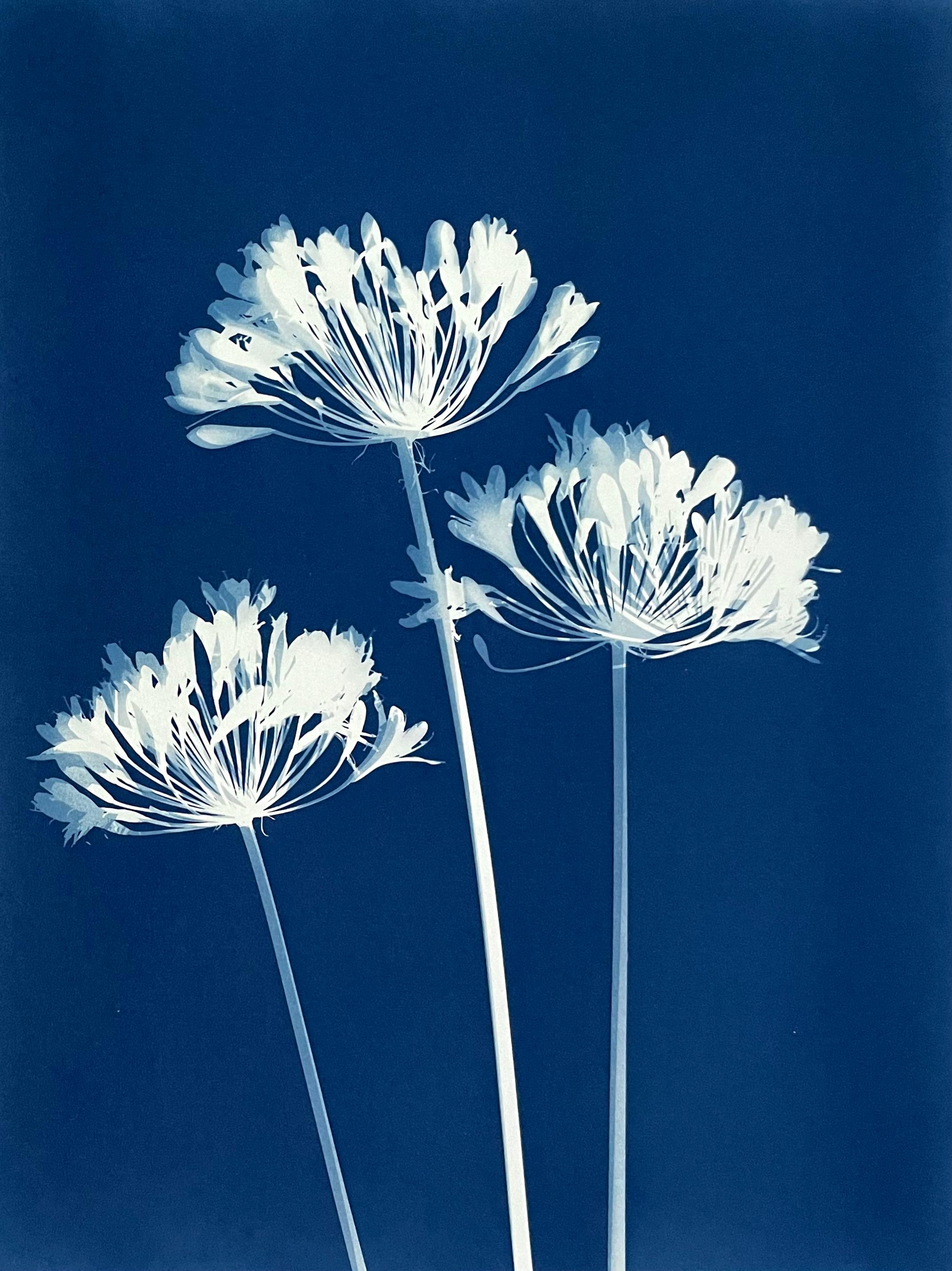 Sechs Agapanthus Diptychon  (Zwei handgedruckte Cyanotypien, jeweils 24 x 18 Zoll) – Print von Christine So