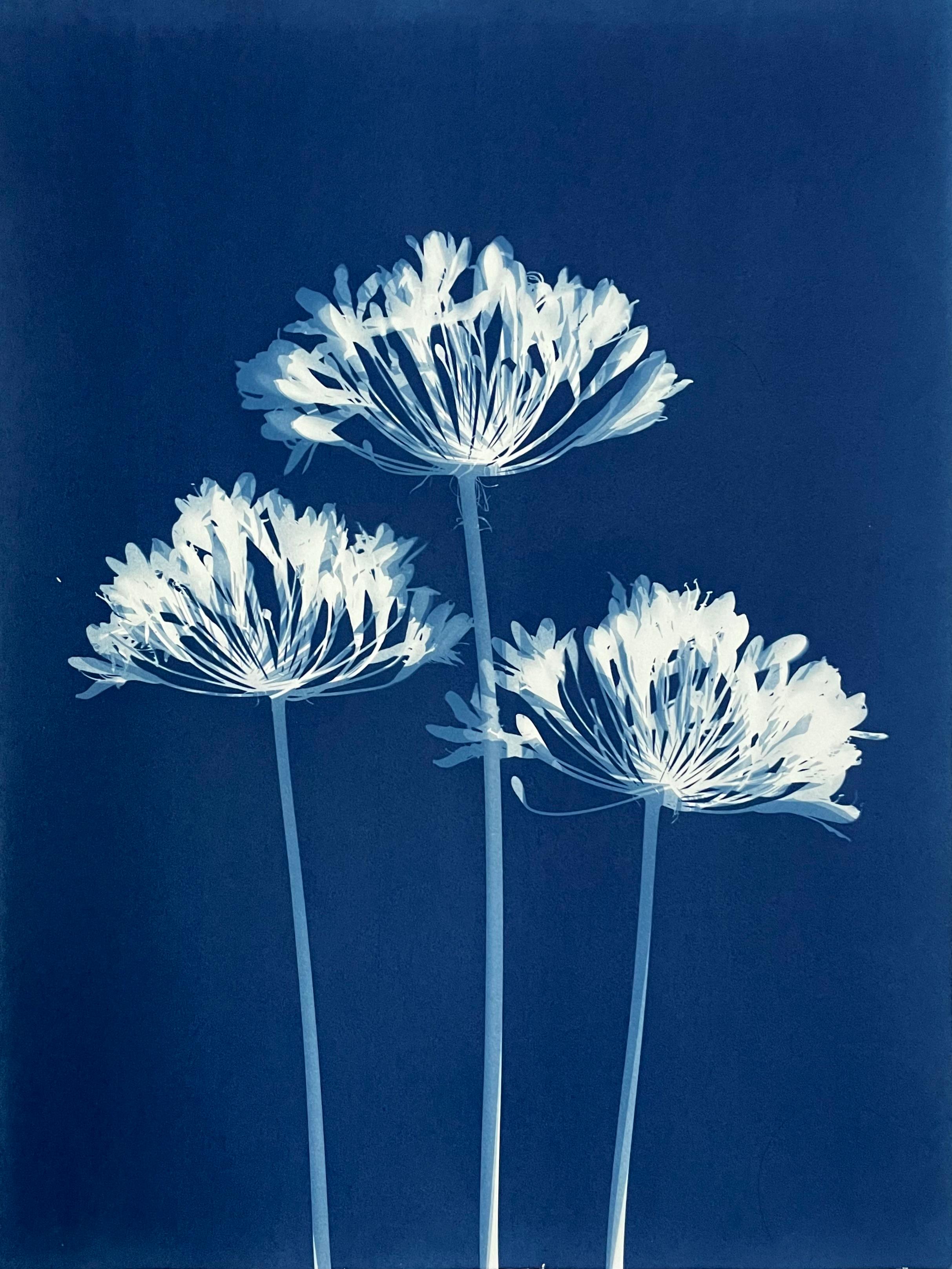 Sechs Agapanthus Diptychon  (Zwei handgedruckte Cyanotypien, jeweils 24 x 18 Zoll) (Zeitgenössisch), Print, von Christine So