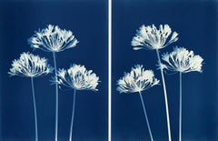 Sechs Agapanthus Diptychon  (Zwei handgedruckte Cyanotypien, jeweils 24 x 18 Zoll)
