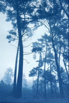 Slender Pines (11 x 8 inch hand-printed cyanotype)