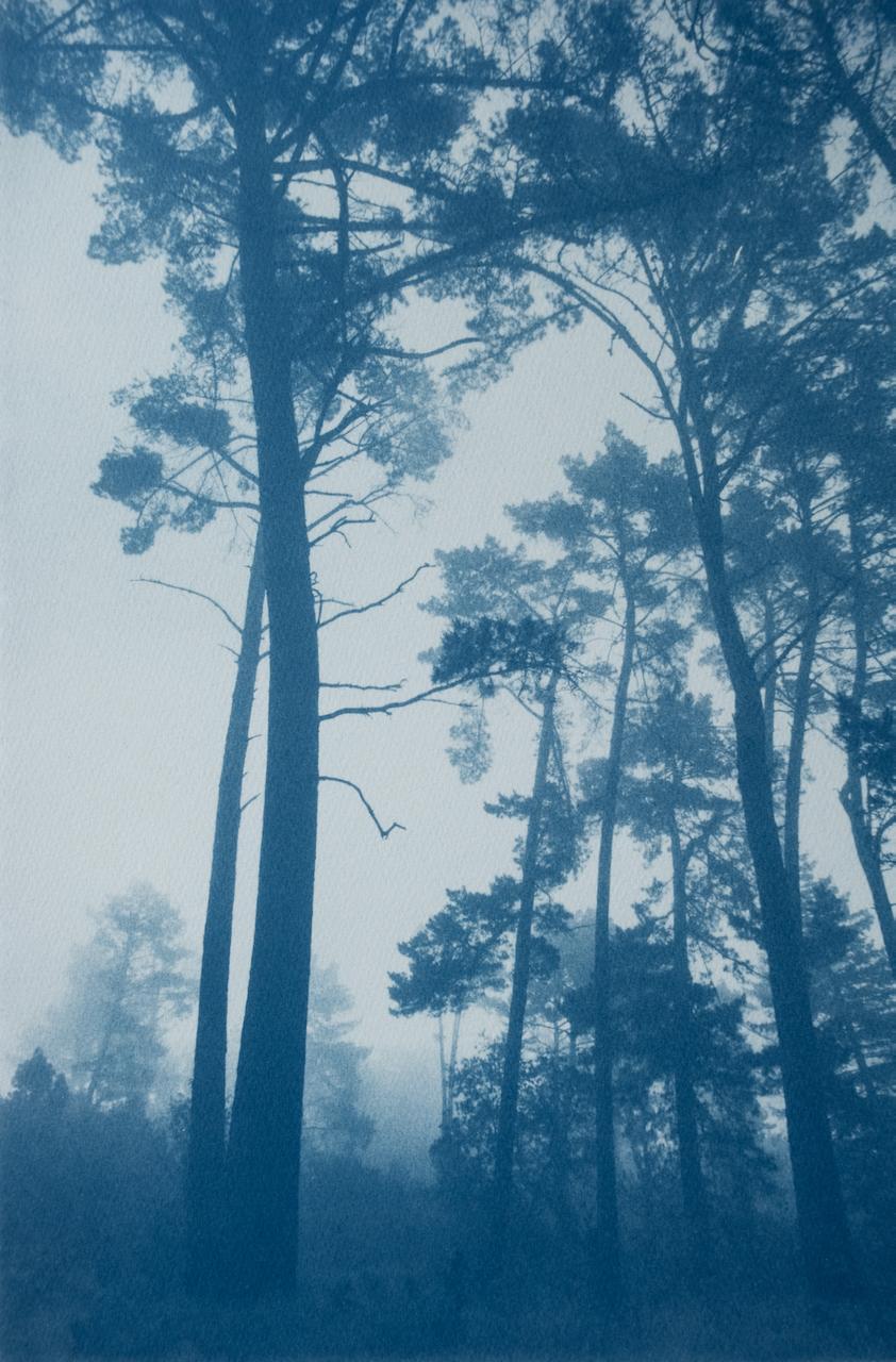 Landscape Print Christine So - Pins élancés (cyanotype imprimé à la main, 18 x 12 pouces), éd. 3/10