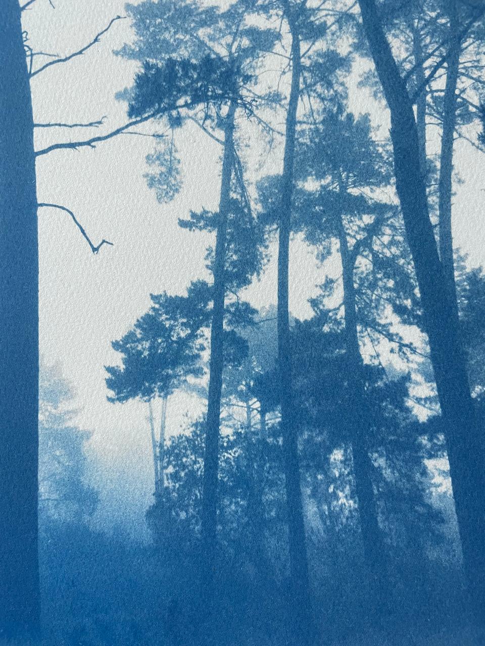 Slender Pines (Hand-printed cyanotype,  18 x 12 inches) - Photograph by Christine So