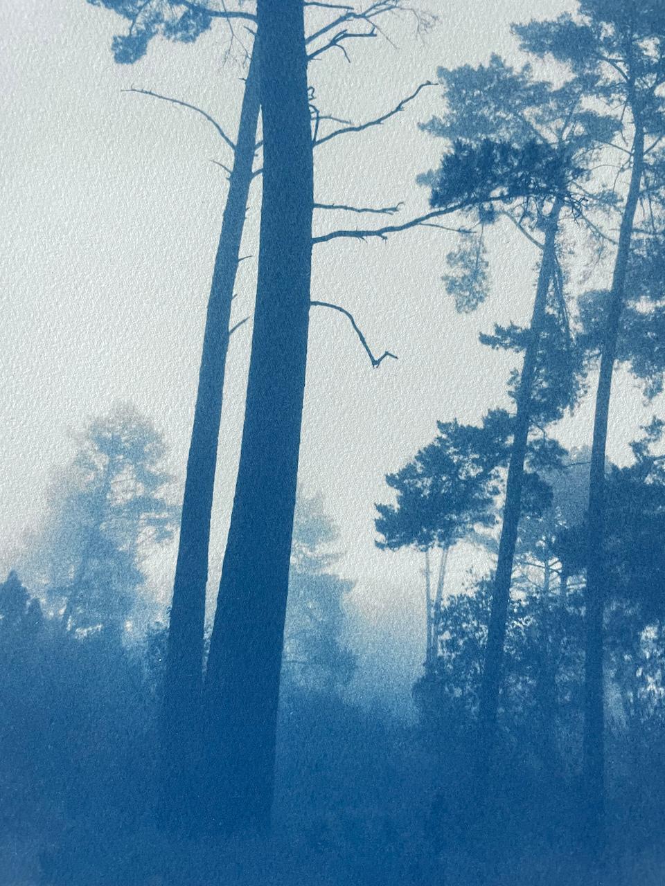 Slender Pines (Hand-printed cyanotype,  18 x 12 inches) - Realist Photograph by Christine So