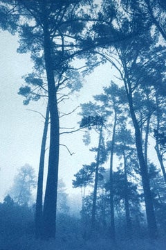Pines élancées (cyanotype imprimé à la main,  18 x 12 pouces)