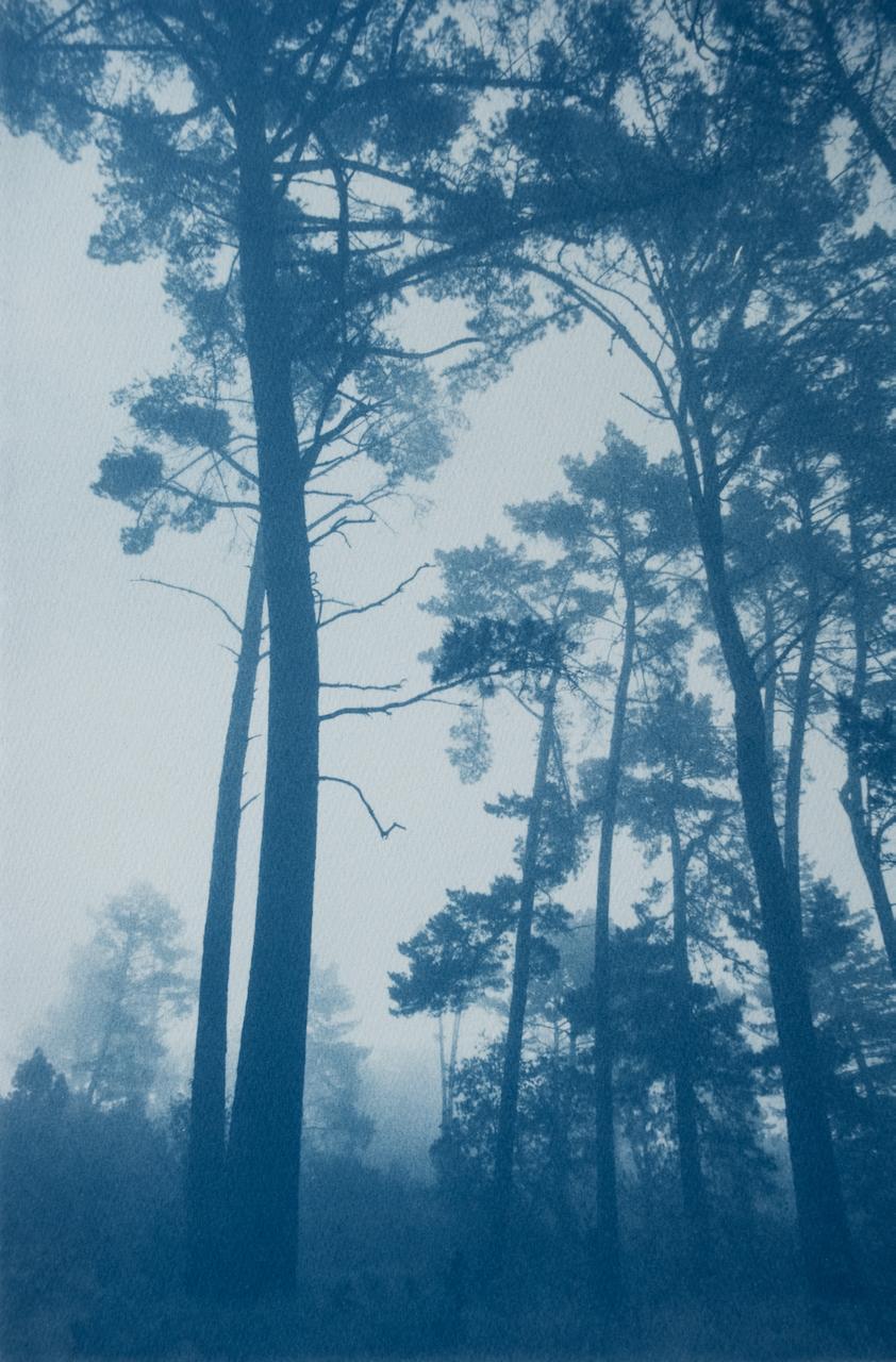 Christine So Landscape Photograph – Schlanke Kiefern (Handbedruckte Cyanotypie,  18 x 12 Zoll)