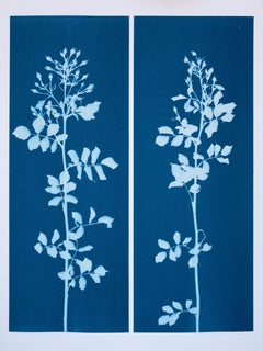Dittico “Slender Rosebuds” (due cianotipie originali da 9 x 24")