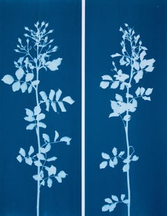 Dittico “Slender Rosebuds” (due cianotipie originali da 9 x 24")