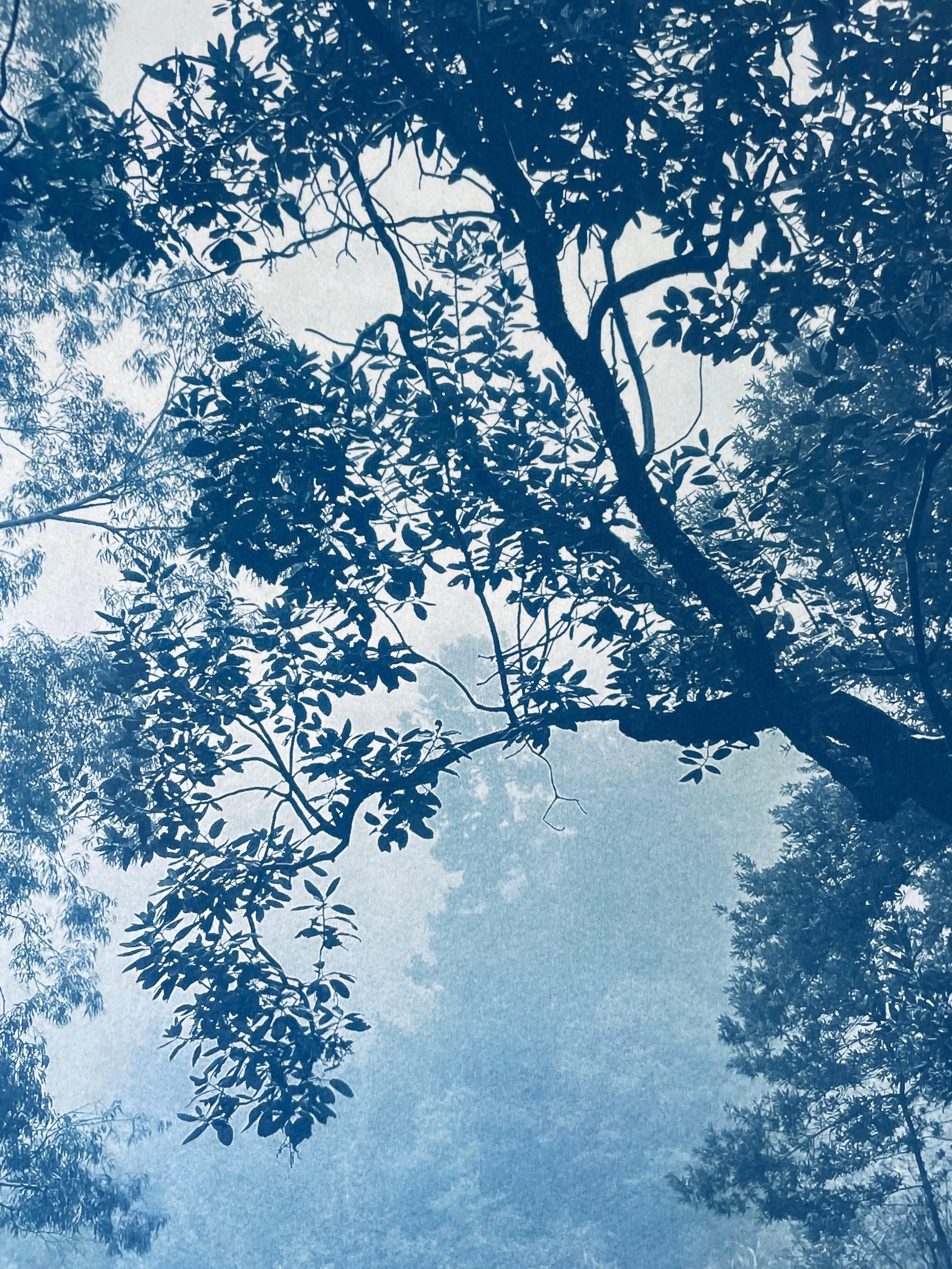 Madrone solitaire (cyanotype imprimé à la main, 30 x 20