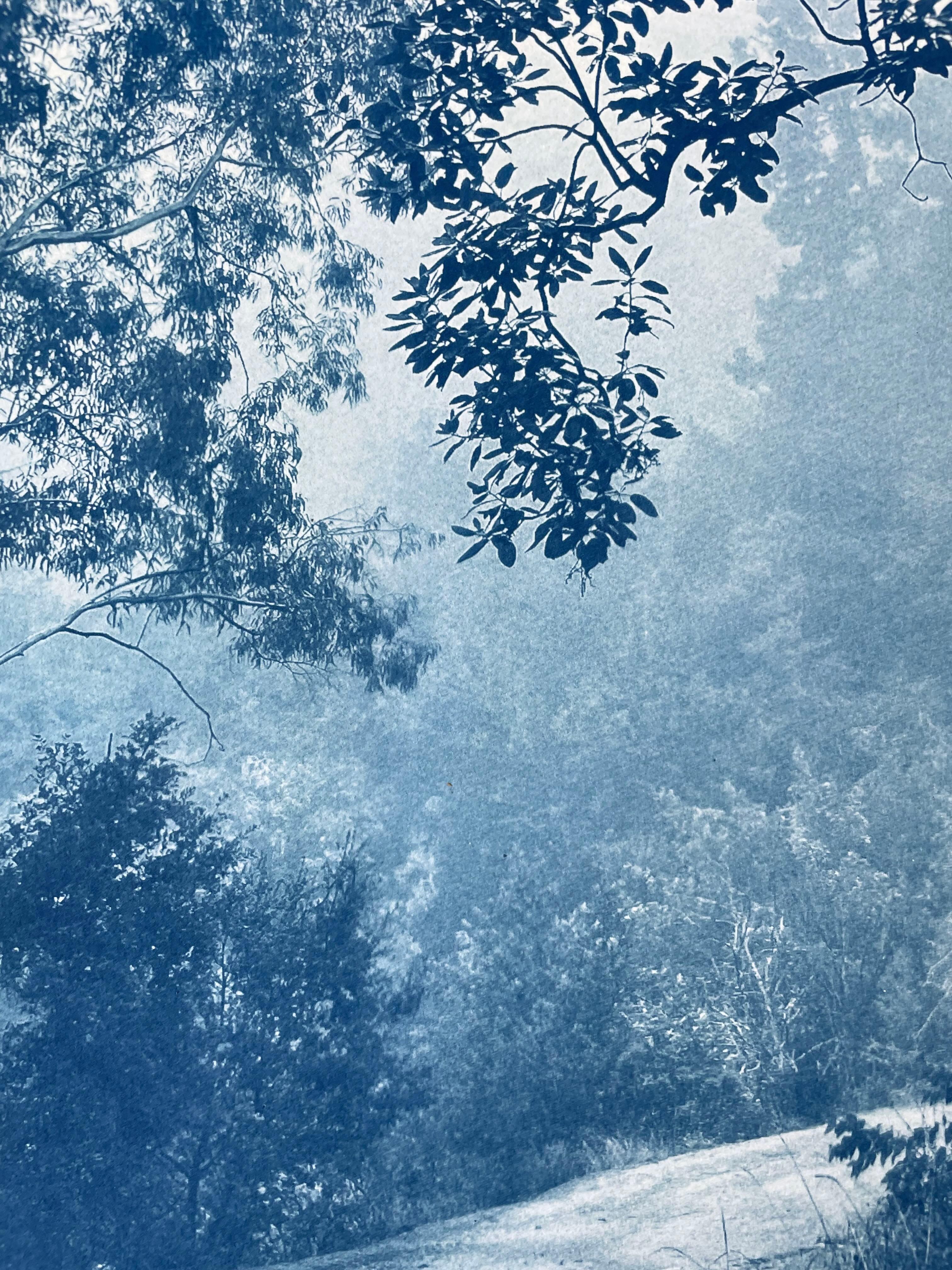 Madrone solitaire (cyanotype imprimé à la main, 30 x 20