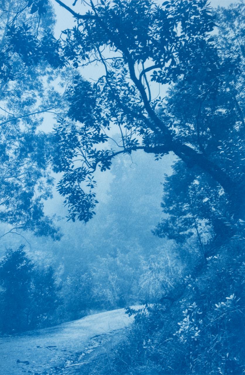 Madrone solitaire (cyanotype imprimé à la main, 30 x 20", éd. 2 de 5)