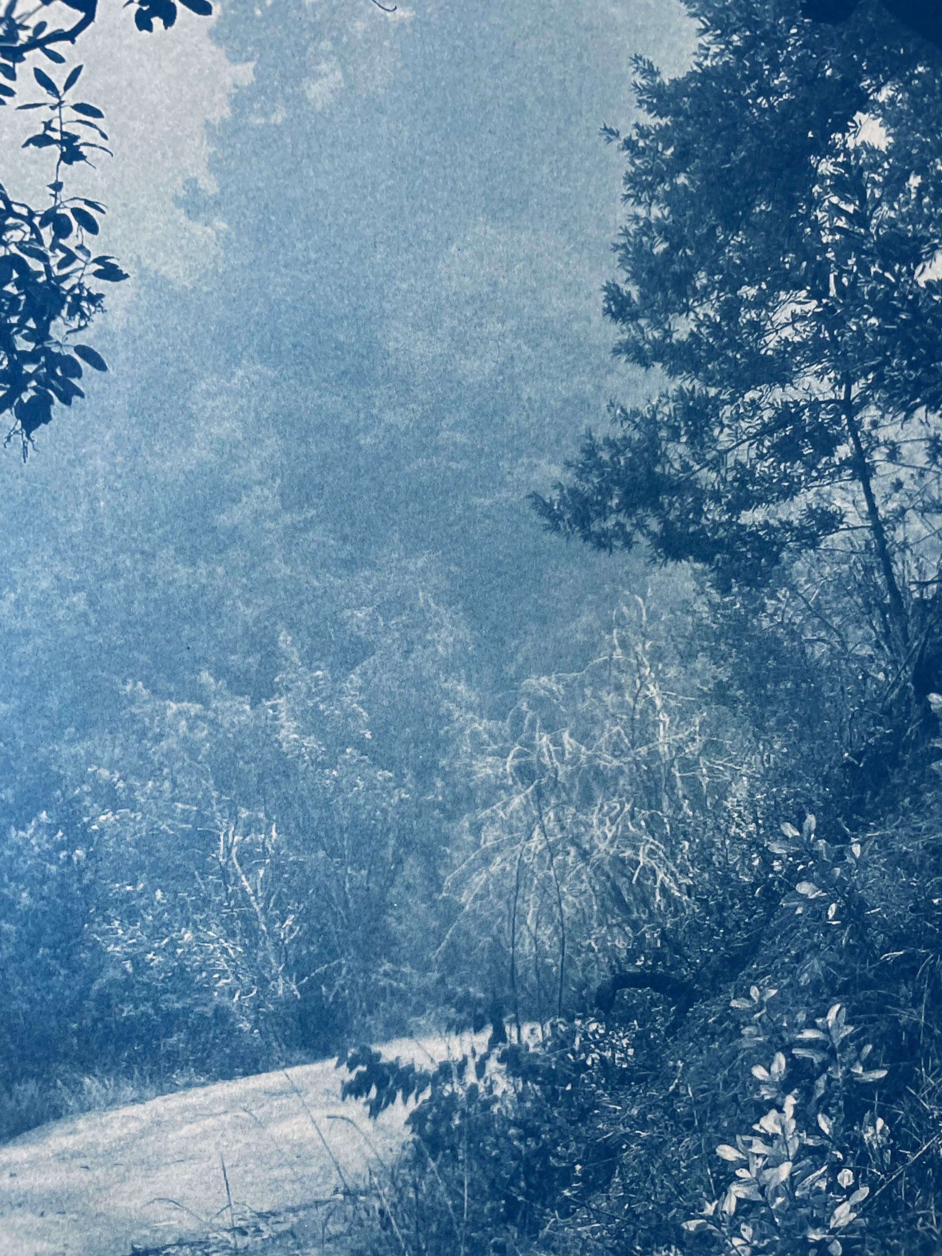 Madrone solitaire (cyanotype imprimé à la main, 35 x 23