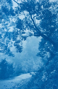 Solitary Madrone (hand-printed cyanotype, 35 x 23", ed. 1 of 3)