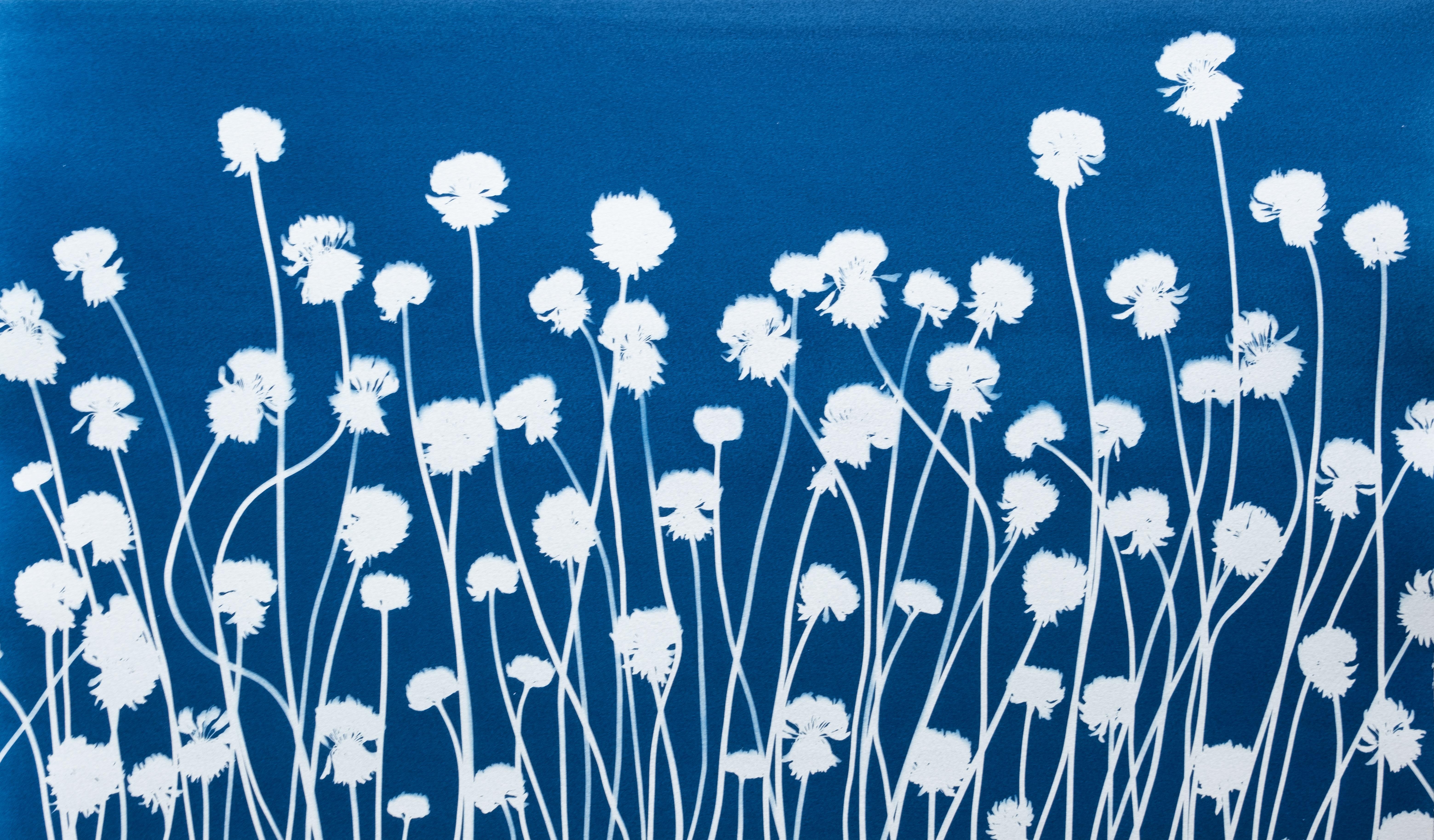 Spring Clover II (hand-printed botanical cyanotype, 14 x 24 inches)