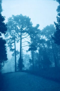 Standing Tall, édition 1 de 3 (cyanotype imprimé à la main, 17 x 11 pouces)