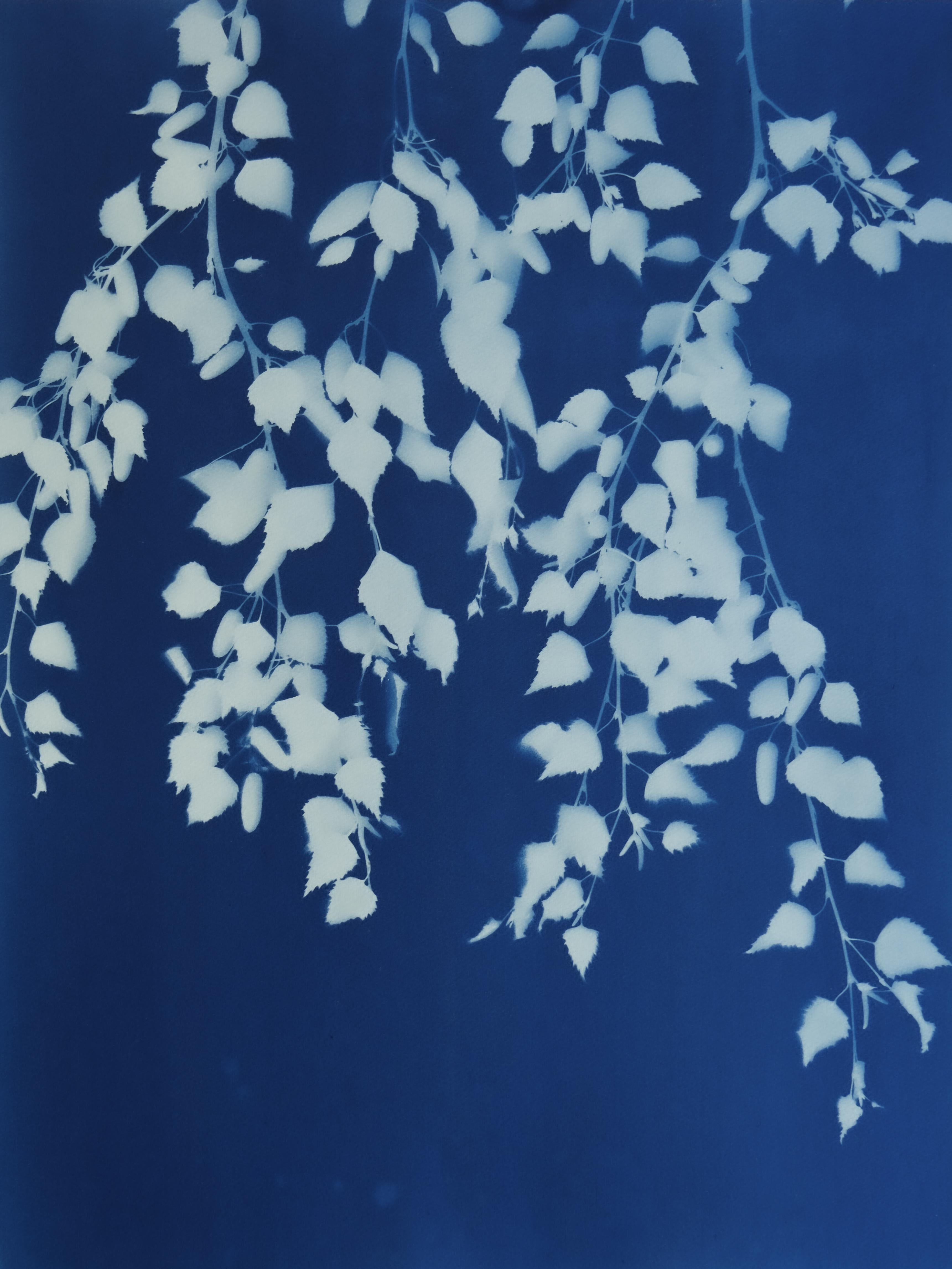 Sommernacht ( 24 x 18 Zoll handgedruckte Cyanotypie)