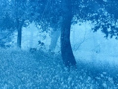 Sonnenlicht auf der Wiese (12 x 16 Zoll Cyanotypie, Ausgabe 1 von 10)