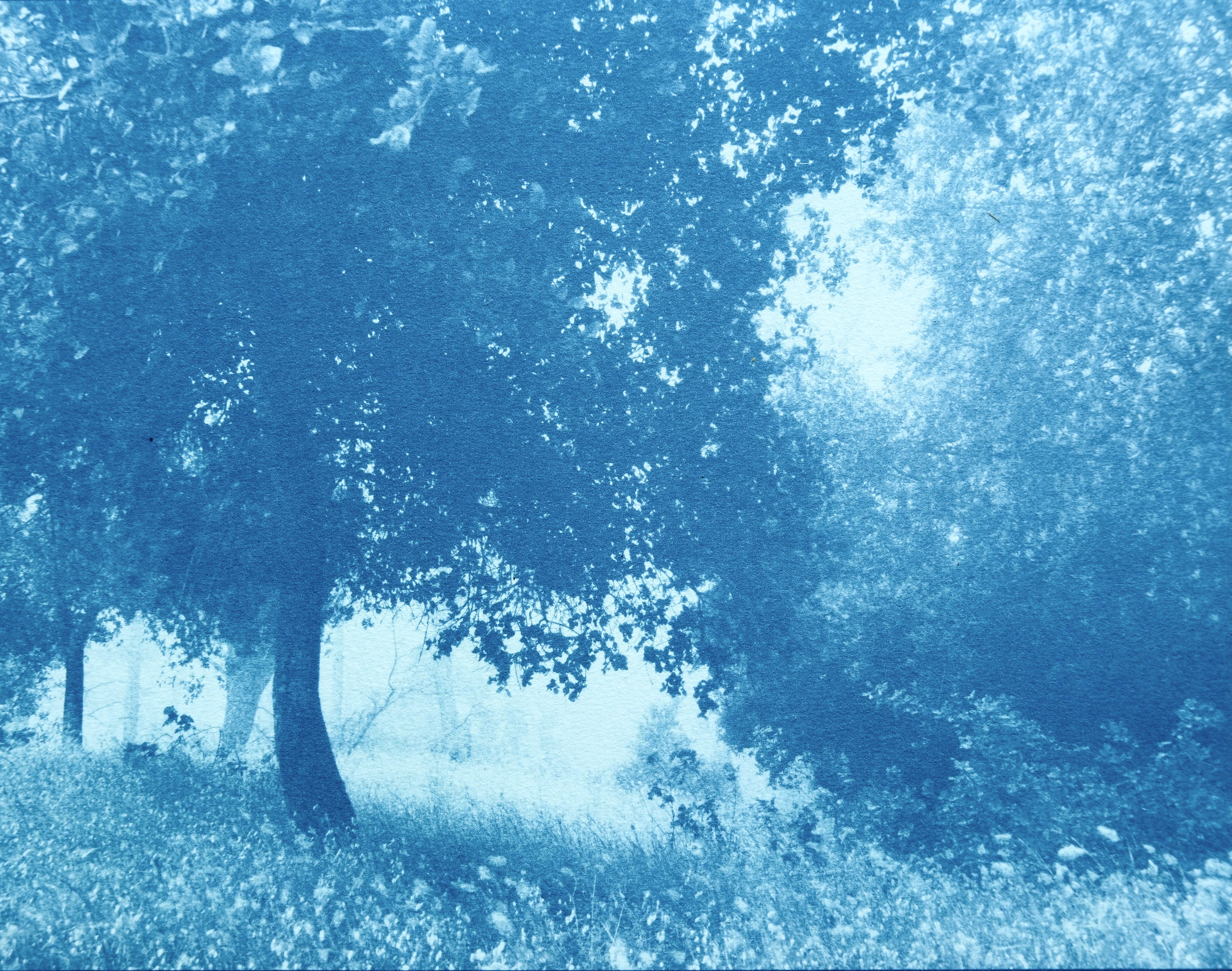 Soleil sur la prairie (cyanotype 18 x 24 pouces, éd. 1 de 10)