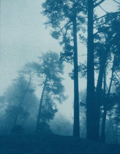Clearing Sunrise 24 x 18 pouces, cyanotype imprimé à la main)