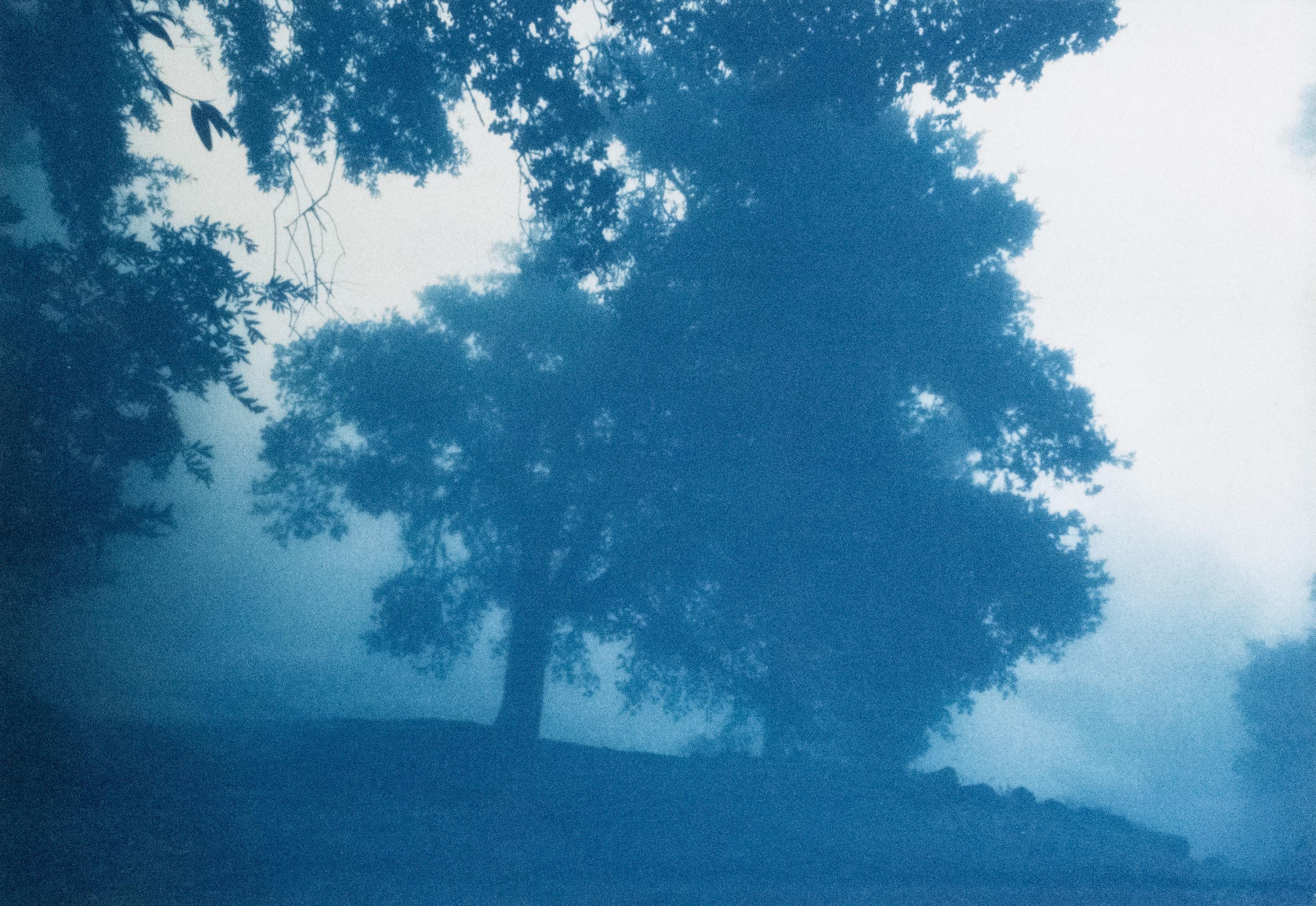 Landscape Photograph Christine So - Chêne Sunrise (12 x 16 pouces cyanotype imprimé à la main)