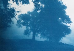 Chêne Sunrise (8 x 10 pouces, cyanotype imprimé à la main)